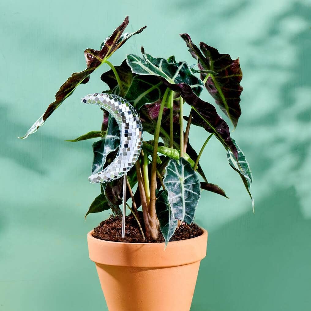 Disco Moon Plant Stick